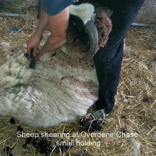https://overdenechase.co.uk/wp-content/uploads/2019/07/sheep-shearing.jpg